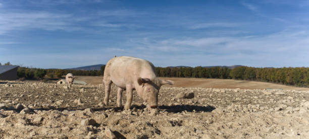 Pigs stock photo