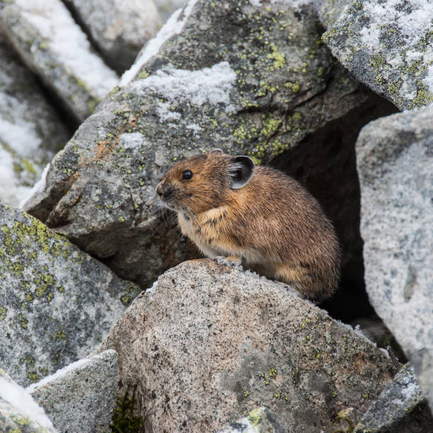 Pika Coming Out of its Burrow in the Rocks The American Pika (Ochotona princeps) is an herbivorous, smaller relative of the rabbit. These cute rodents can be found in the mountains of western North America usually above the tree line in large boulder fields. The pika could become the first mammal in United States to be listed as endangered by the US Fish and Wildlife Service as a result of global climate change. This pika was found near Sunrise Lake, Mount Rainier National Park, Washington State, USA. jeff goulden pika stock pictures, royalty-free photos & images