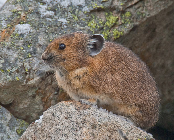 Pika Coming Out of its Burrow in the Rocks The American Pika (Ochotona princeps) is an herbivorous, smaller relative of the rabbit. These cute rodents can be found in the mountains of western North America usually above the tree line in large boulder fields. The pika could become the first mammal in United States to be listed as endangered by the US Fish and Wildlife Service as a result of global climate change. This pika was found near Sunrise Lake in Mount Rainier National Park, Washington State, USA. jeff goulden pika stock pictures, royalty-free photos & images