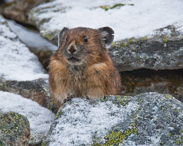 Pika in Snow Covered Rocks The American Pika (Ochotona princeps) is an herbivorous, smaller relative of the rabbit. These cute rodents can be found in the mountains of western North America usually above the tree line in large boulder fields. The pika could become the first mammal in United States to be listed as endangered by the US Fish and Wildlife Service as a result of global climate change. This pika was found near Sunrise Lake in Mount Rainier National Park, Washington State, USA. jeff goulden pika stock pictures, royalty-free photos & images
