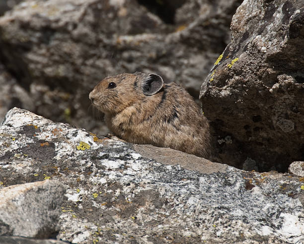 Pika in the Rocks The American Pika (Ochotona princeps) is an herbivorous, smaller relative of the rabbit. These cute rodents can be found in the mountains of western North America usually above the tree line in large boulder fields. The pika could become the first mammal in United States to be listed as endangered by the US Fish and Wildlife Service as a result of global climate change. This pika was found in the Cascade Canyon of Grand Teton National Park, Wyoming, USA. jeff goulden pika stock pictures, royalty-free photos & images