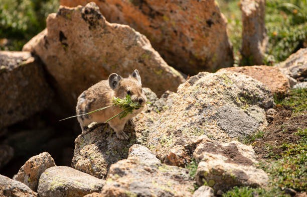 Pika, lives in high elevations above tree line is storing food for winter in Colorado, USA. stock photo