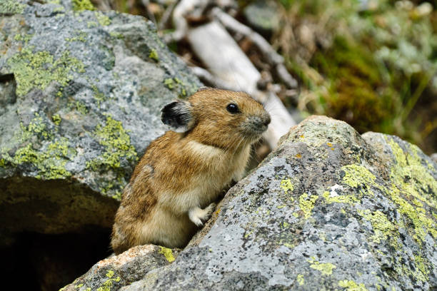 Pika on a Rock The American Pika (Ochotona princeps) is an herbivorous, smaller relative of the rabbit. These cute rodents can be found in the mountains of western North America usually above the tree line in large boulder fields. The pika could become the first mammal in United States to be listed as endangered by the US Fish and Wildlife Service as a result of global climate change. This pika was found by the Palisades Lake Trail in Mount Rainier National Park, Washington State, USA. jeff goulden pika stock pictures, royalty-free photos & images