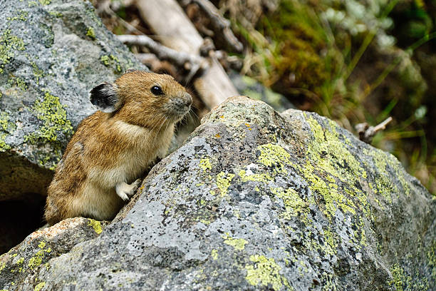 Pika on a Rock The American Pika (Ochotona princeps) is an herbivorous, smaller relative of the rabbit. These cute rodents can be found in the mountains of western North America usually above the tree line in large boulder fields. The pika could become the first mammal in United States to be listed as endangered by the US Fish and Wildlife Service as a result of global climate change. This pika was found by the Palisades Lake Trail in Mount Rainier National Park, Washington State, USA. jeff goulden pika stock pictures, royalty-free photos & images