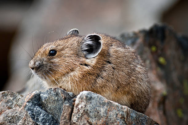 Pika on a Rock The American Pika (Ochotona princeps) is an herbivorous, smaller relative of the rabbit. These cute rodents can be found in the mountains of western North America usually above the tree line in large boulder fields. The pika could become the first mammal in United States to be listed as endangered by the US Fish and Wildlife Service as a result of global climate change. This pika was found near Mount Fremont in Mount Rainier National Park, Washington State, USA. jeff goulden pika stock pictures, royalty-free photos & images