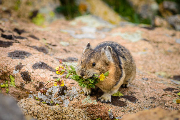 Pika with flowers in its mouth stock photo