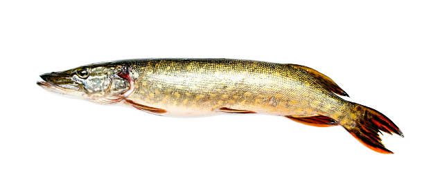 Pike isolated on the white stock photo