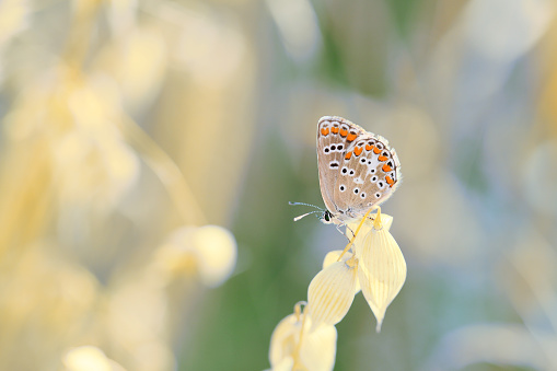 Piękny mały kolorowy motyl odpoczywa w słoneczny dzień.