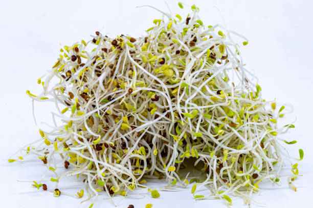 A pile of alfalfa and broccoli sprouts against a white background stock photo