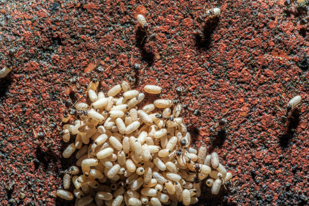 A pile of ant eggs in an ant colony. stock photo