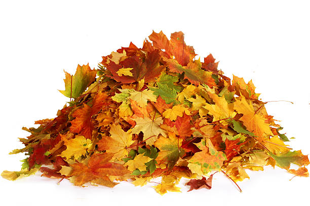 Pile of autumn maple colored leaves isolated on white background Pile of autumn maple colored leaves isolated on white background. heap stock pictures, royalty-free photos & images