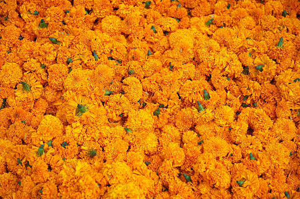 Pile of Bright Orange Marigold Flowers Full Frame Pile of bright orange marigold flowers fills the frame marigold flower stock pictures, royalty-free photos & images