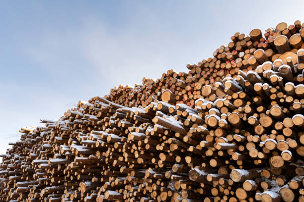 Pile of logged tree trunks. Sawn trees from the forest. Logging timber wood industry. stock photo
