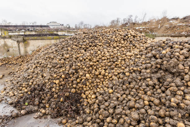 Pile of potatoes organic waste at compost plant stock photo