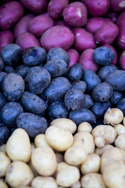 A pile of purple, blue and white potatoes stock photo