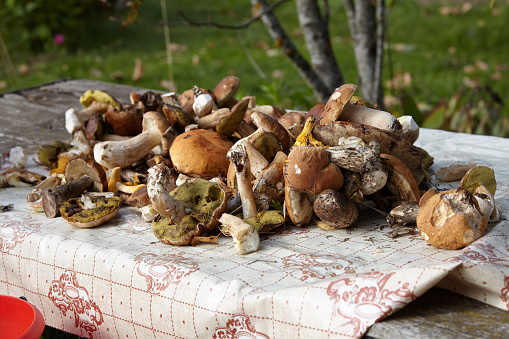 Pile Of Wild Edible Mushrooms On The Table In The Backyard Stock