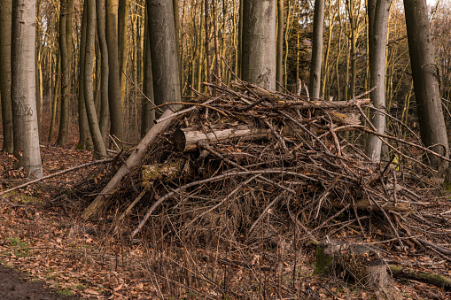 Branches and tree trunks are piled up on a pile of wood in the forest