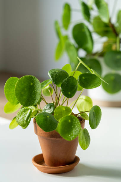 Pilea peperomioides in terracotta pot at home. Chinese money plant with water drops on leaves stock photo