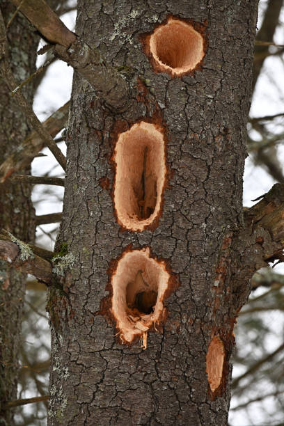 Pileated woodpecker borings in white pine stock photo