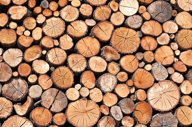 piles of wood - boomstam stockfoto's en -beelden
