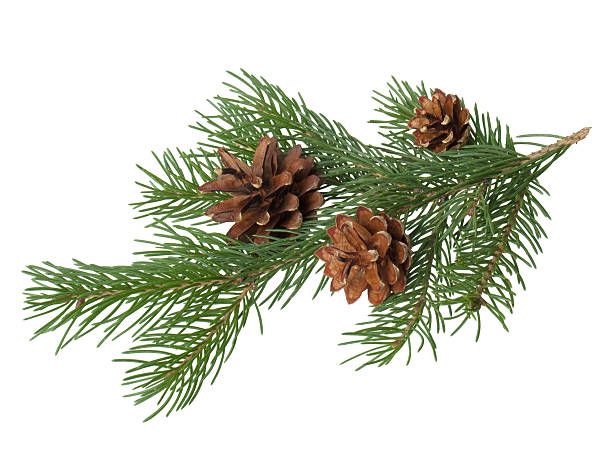 pine branch with cone - spruce plant bildbanksfoton och bilder