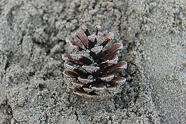 Pine cone in the sand stock photo