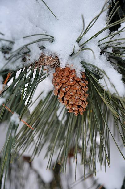 Pine Cone Under Snow stock photo