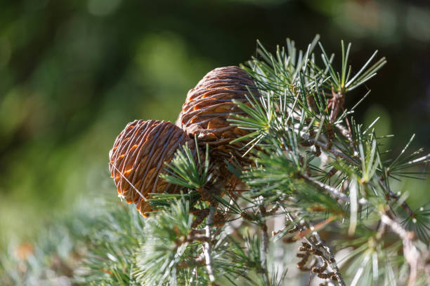 Pine Cones with copy space horizontal with defocused background stock photo