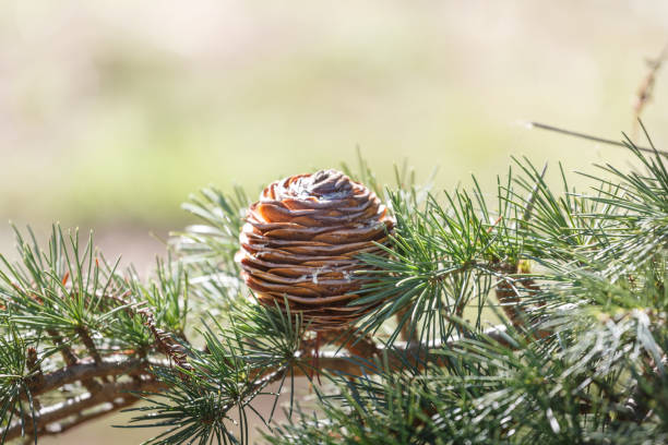 Pine Cones with copy space horizontal with defocused background stock photo