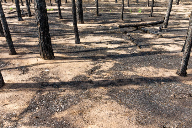 Pine forest after the fire stock photo