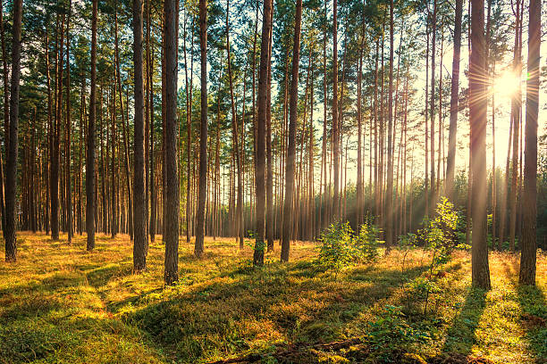 pine forest in sunlight at summer - sunset with rays stock photo