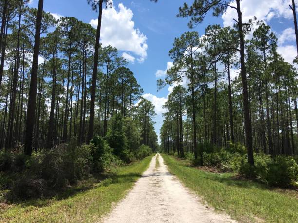 Pine forest with long straight dirt road disappearing into the horizon with clouds forming above Sand road running through tall pine forest with Saw Palmetto dominating the understory. Photo taken in the Osceola national Forest in North Florida with iPhone 6S Plus. afforestation stock pictures, royalty-free photos & images