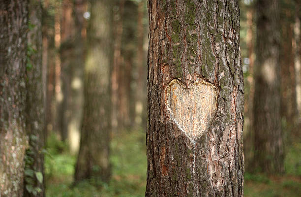 Pine Heart Heart Shape Carved on a Tree carving craft product stock pictures, royalty-free photos & images