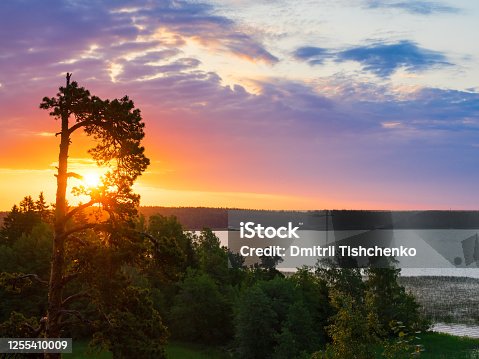 istock Pine in the rays of the dawn sun 1255410009