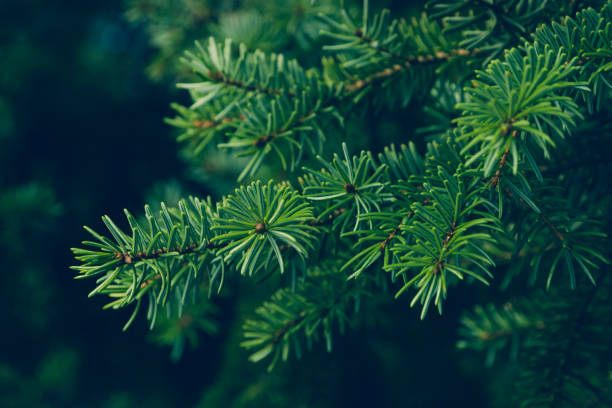 pine leaves Natural background. christmas tree close up stock pictures, royalty-free photos & images