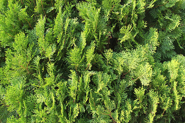 Pine leaves stock photo