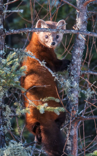 pine marten climbing up a tree stock photo