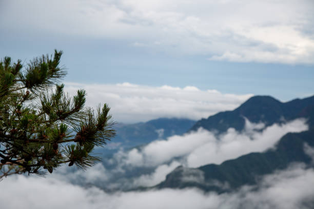 pine needles and misty mountain stock photo