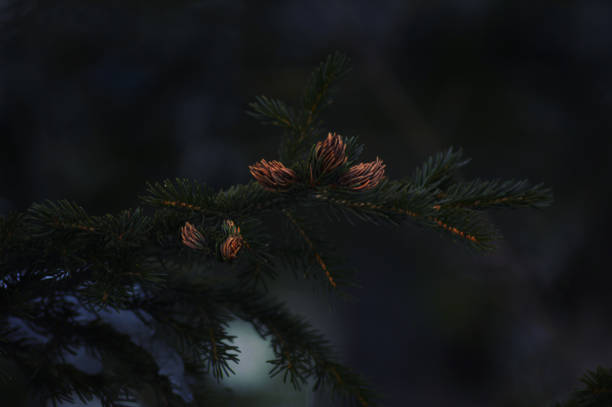 Pine stock photo
