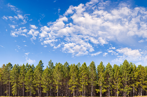 15000 x 10000 pixels. A pine plantation beneath a bright blue sky. This is a multi-frame composite and is suitable for printing extremely large.
