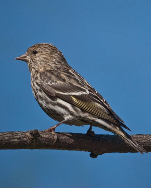 Pine Siskin Perched on a Branch The Pine Siskin (Spinus pinus) is a North American bird in the finch family. In the Pacific Northwest they are a common feeder bird throughout the winter. This bird was photographed in Edgewood, Washington State, USA. jeff goulden finch stock pictures, royalty-free photos & images