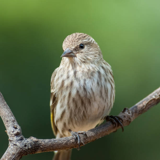 Pine Siskin Perched on a Branch The Pine Siskin (Spinus pinus) is a North American bird in the finch family.  In Northern Arizona they are a common feeder bird throughout the winter.  This bird was photographed at Walnut Canyon Lakes in Flagstaff, Arizona, USA. jeff goulden stock pictures, royalty-free photos & images