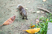 Pine squirrel looking for food on the ground in public park in Taipei