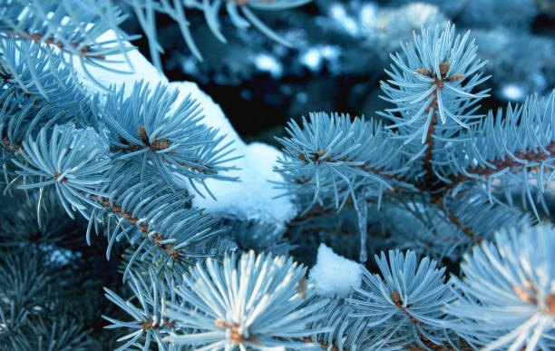Pine Tree in Winter stock photo
