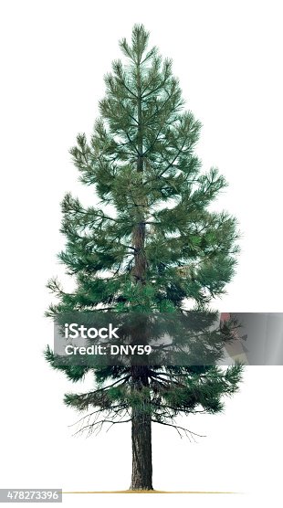 istock Pine Tree Isolated On White Background 478273396