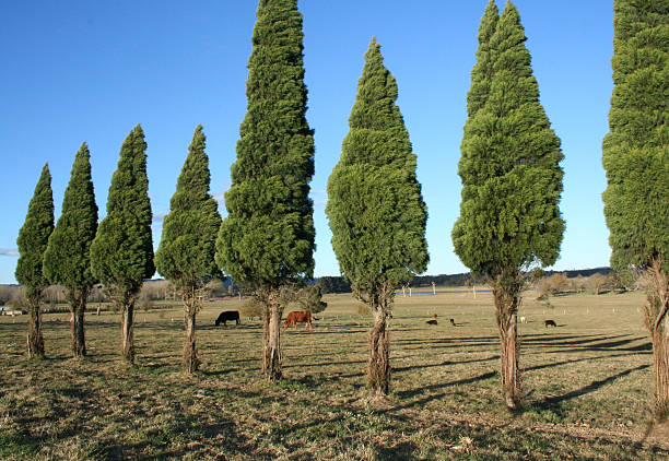 pine tree line stock photo