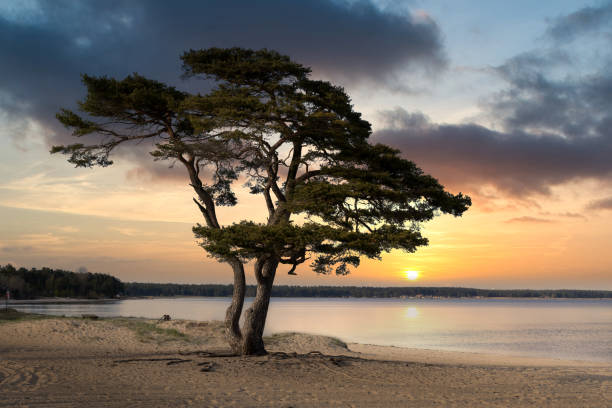 pine tree on beautiful white sand beach during sunset in åhus on the swedish east coast. - österlen bildbanksfoton och bilder
