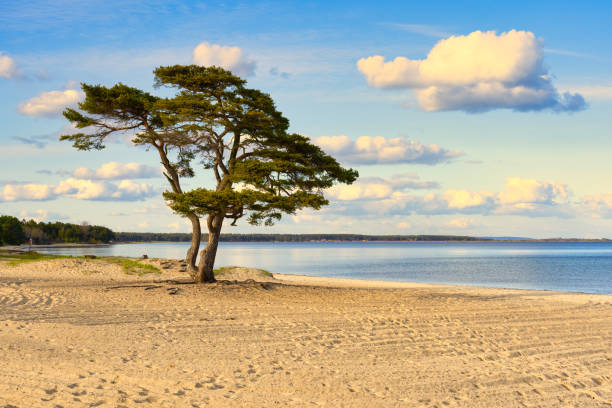 tall på vacker vit sandstrand i århus på den svenska östkusten. populärt turistmål. - österlen bildbanksfoton och bilder