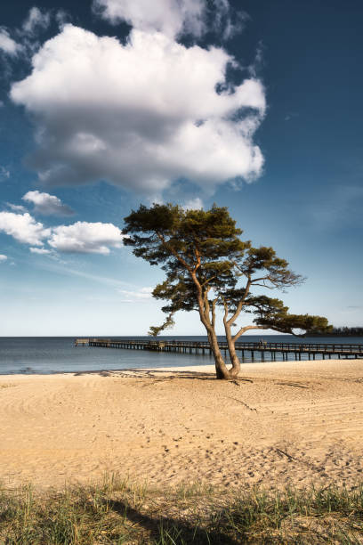 tall på vacker vit sandstrand i århus på den svenska östkusten. populärt turistmål - österlen bildbanksfoton och bilder