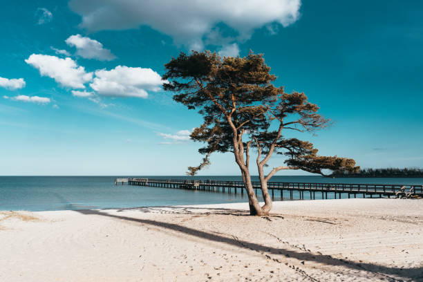 pine tree on beautiful white sand beach in ahus on the swedish east coast. - österlen bildbanksfoton och bilder